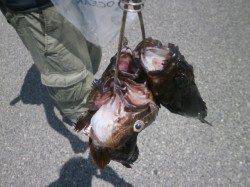 南港海釣り公園　ガシラ・アジ・カタクチイワシの釣果