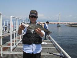 尼崎市魚つり公園　ハネ・セイゴの他カタクチ…