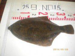 姫路市立遊漁センター　ガシラ・キス・カレイなどの釣果