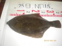 姫路市立遊漁センター　ガシラ・キス・カレイ…