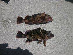 南港海釣り公園 サビキでアジ・カタクチイワシ ガシラも