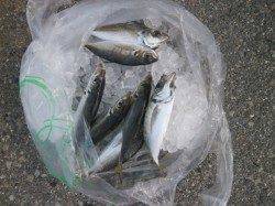 南港海釣り公園 サビキでアジ・カタクチイワシ ガシラも