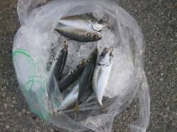 南港海釣り公園　サビキでアジ・カタクチイワ…