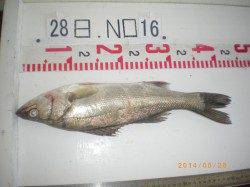 姫路市立遊漁センター 探り釣りでハネの釣果