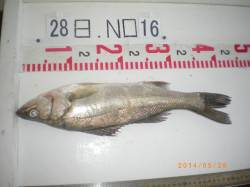 姫路市立遊漁センター 探り釣りでハネの釣果…