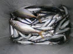 大阪南港魚つり園のサビキ〜アジ・イワシの釣…