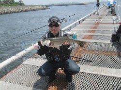 尼崎市立魚つり公園 サビキのイワシ4連掛けで計80匹越え