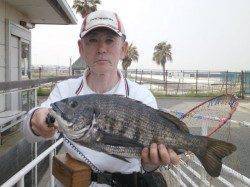 大阪南港魚つり園でデカチヌ48cm、ほか型の良いアジの釣果も