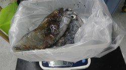 白浜町見草の地磯でアオリイカ1.8kg！