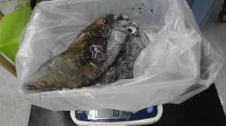 白浜町見草の地磯でアオリイカ1.8kg！