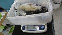 富田メズロ地磯でアオリイカ1790ｇと1370ｇ！
