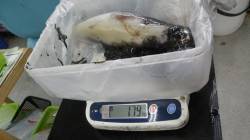 富田メズロ地磯でアオリイカ1790ｇと13…