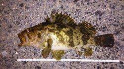 佐野漁港メバリング、ボトムステイでタケノコメバル27cmがHIT！