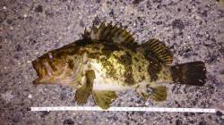 佐野漁港メバリング、ボトムステイでタケノコ…