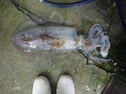 田辺市天神崎のヤエン釣りで２キロオーバーのアオリイカ