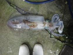 田辺市天神崎のヤエン釣りで２キロオーバーの…