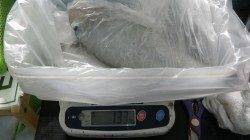 串本大島　エギングでアオリイカの1.33kg