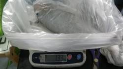 串本大島　エギングでアオリイカの1.33k…