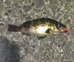 食品コンビナートのメバル調査、足元でチビメバル君