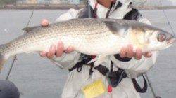 とっとパークなら雨でもOK! 無数のスズキをノマセで狙うが・・・