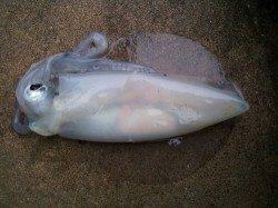 小杭・方杭漁港　今年初のエギングでアオリイカのキロアップ