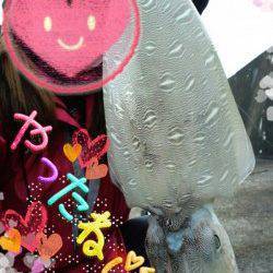 久美浜　墨族カンパリレッドでコウイカ1400g☆