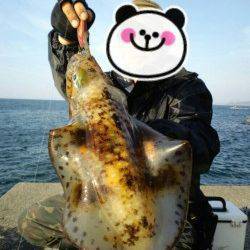 夕日港にて墨族カンパリレッドでキロアップのアオリイカゲット