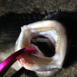 アジングなのにチニング〜2lbのラインでキビレ50.4cm！！