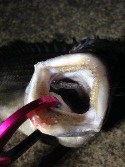 アジングなのにチニング〜2lbのラインでキビレ50.4cm！！