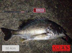 アジングなのにチニング〜2lbのラインでキビレ50.4cm！！