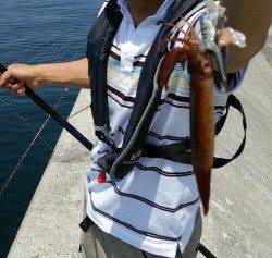 武庫川一文字スルメイカ狙い〜サイズが小さくなかなかのりません