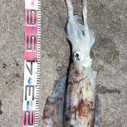 田辺・戎漁港　ヤエンでアオリイカの2kgオーバー☆