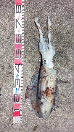 田辺・戎漁港　ヤエンでアオリイカの2kgオーバー☆