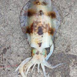 田辺・戎漁港　ヤエンでアオリイカの2kgオーバー☆