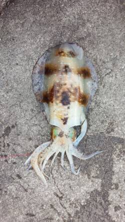 田辺・戎漁港　ヤエンでアオリイカの2kgオ…