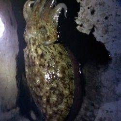 田烏～釣姫　アオリイカ本命エギングもコウイカのキロオーバー