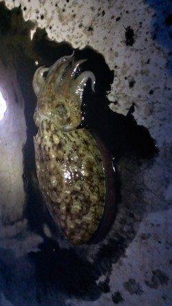 田烏～釣姫　アオリイカ本命エギングもコウイカのキロオーバー