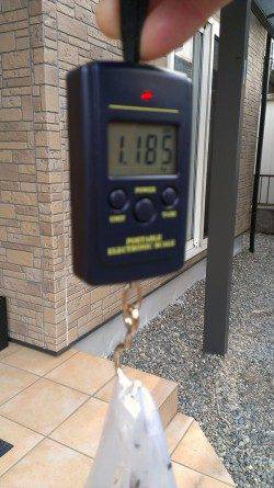 田烏～釣姫　アオリイカ本命エギングもコウイカのキロオーバー