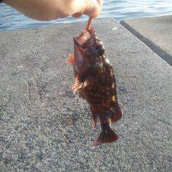 青物釣果で賑わう武庫川一文字〜ガシラ、サバ、イワシの釣果でした