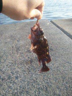 青物釣果で賑わう武庫川一文字〜ガシラ、サバ、イワシの釣果でした