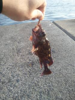 青物釣果で賑わう武庫川一文字〜ガシラ、サバ…