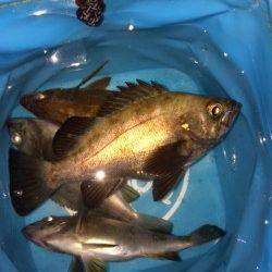 大蔵海岸、夜21時より6時間のメバリング釣行