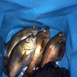 大蔵海岸、夜21時より6時間のメバリング釣行