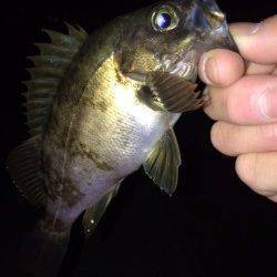 大蔵海岸メバリング、小さいアタリを捉え22cmメバルをゲット