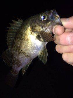 大蔵海岸メバリング、小さいアタリを捉え22cmメバルをゲット