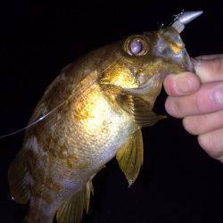 大蔵海岸メバリング、小さいアタリを捉え22cmメバルをゲット