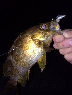 大蔵海岸メバリング、小さいアタリを捉え22cmメバルをゲット