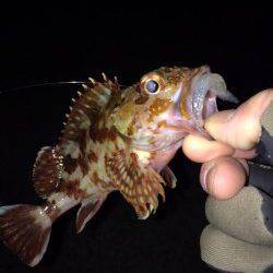 大蔵海岸でガシラの釣果〜朝マズメでのメバリング