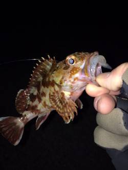 大蔵海岸でガシラの釣果〜朝マズメでのメバリ…