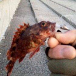 大蔵海岸でガシラの釣果〜朝マズメでのメバリング